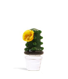 Barrel Cactus